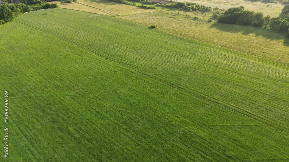 Green agricultural field surrounded by woodland Green agricultural field surrounded by woodland