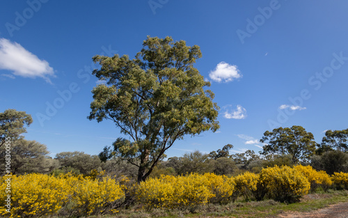 A mulga tree surrounded by yellow flowers on silver senna bushes alongside a road with a blue sky and scattered clouds background in Cobar Shire in New South Wales, Australia.