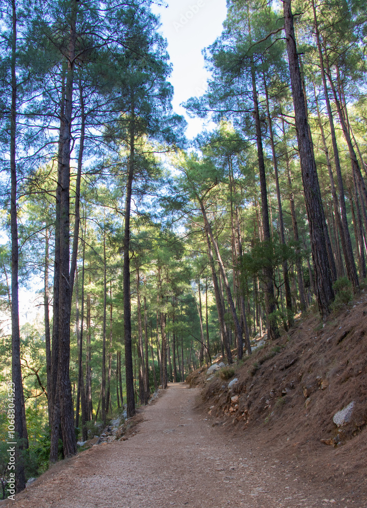Fototapeta premium footpath in the forest