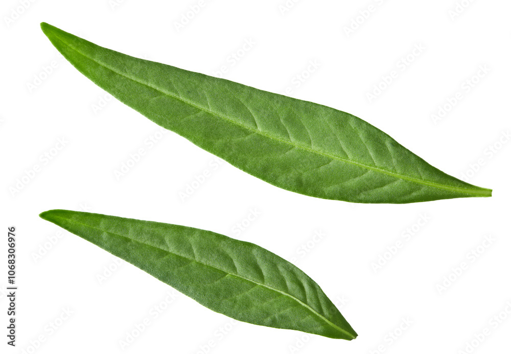 Obraz premium lychee leaves isolated on white background. clipping path