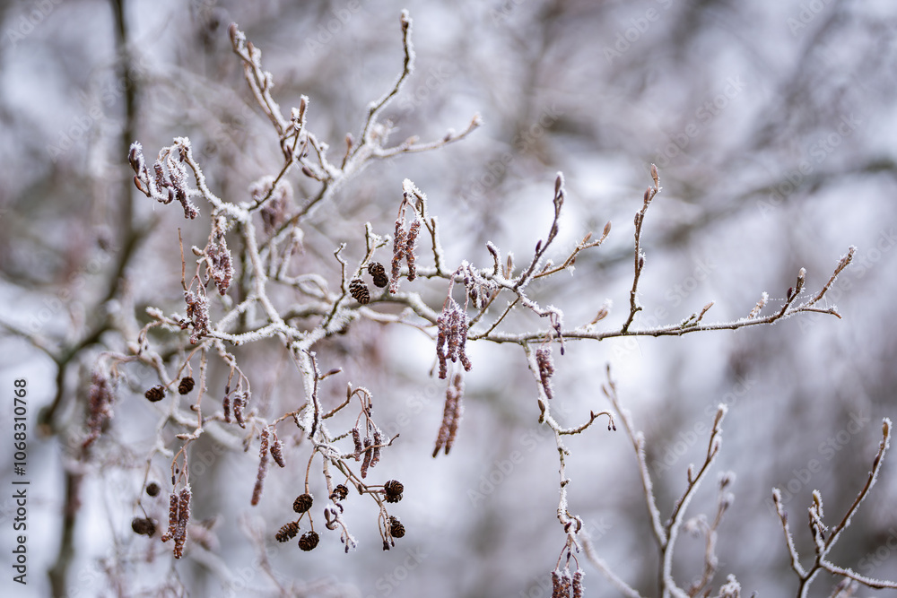 Winter weather., hoar frost on  branches of Alnus glutinosa, black alder or European alder. Catkins or Alder Cones, Common Alder (Alnus glutinosa) in winter.  Winter background.