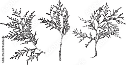 Vector Silhouette Collection: Clean and Bold Designs conifer tree branches set isolated on white