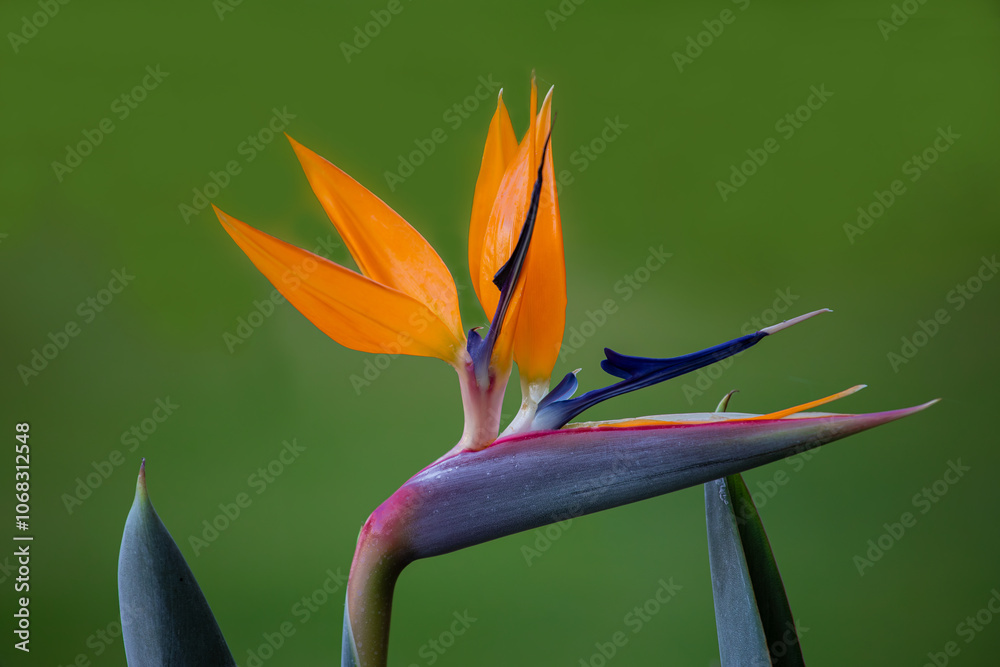 Strelitzia reginae, commonly known as strelicia or bird of paradise, is a perennial, rhizomatous herbaceous plant, about 1.20 m tall, native to South Africa.