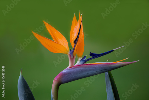 Obraz na płótnie Strelitzia reginae, commonly known as strelicia or bird of paradise, is a perennial, rhizomatous herbaceous plant, about 1.20 m tall, native to South Africa. w salonie