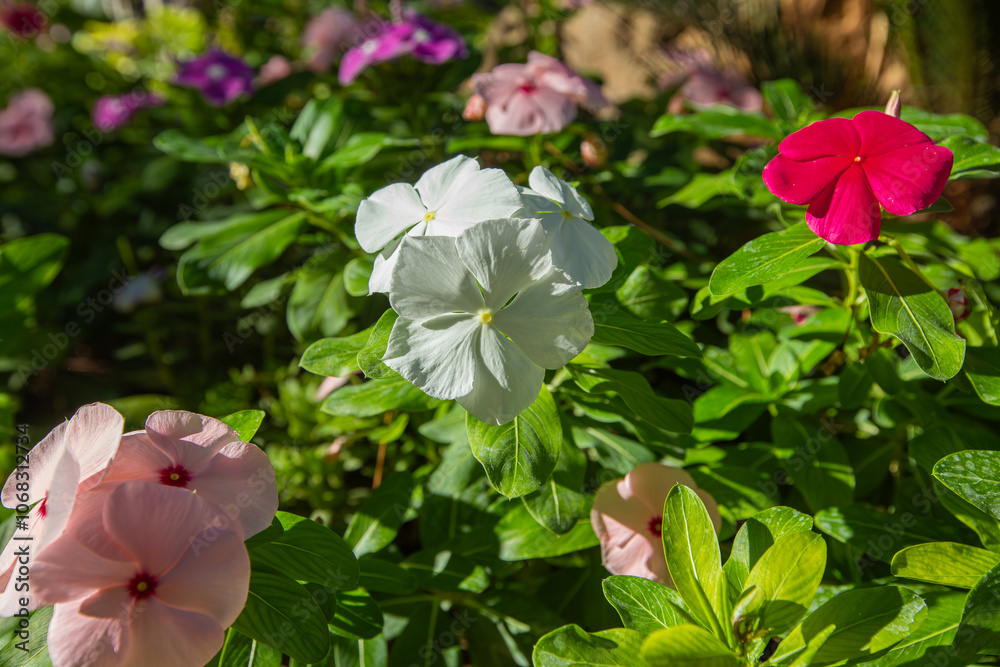 Vinca rosea flower in various colors. Fan or rosette flower.