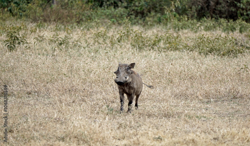 warthog in the serengeti savanna warthog in the serengeti savanna