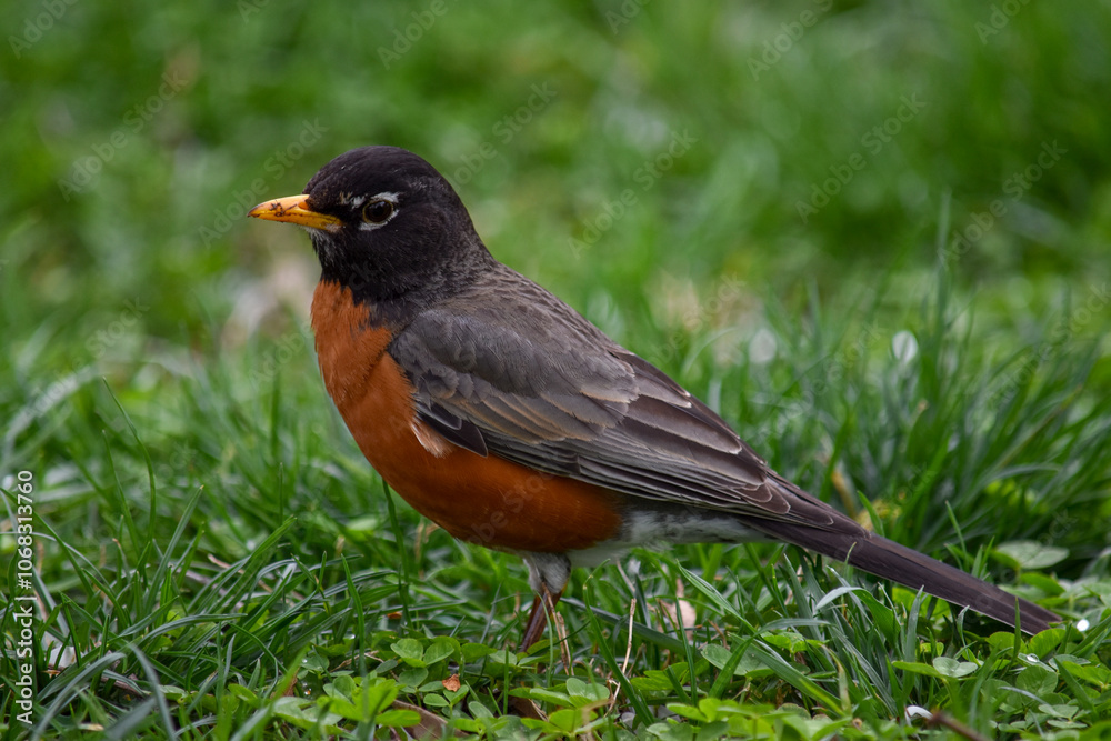 Small Birdie Small Birdie