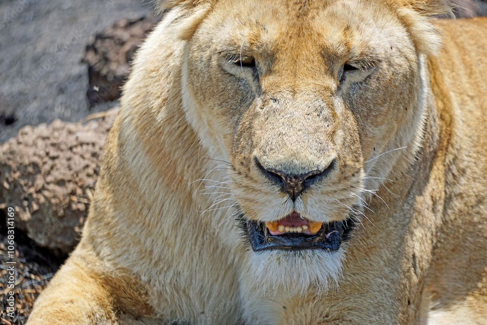 male and female lion lying in the savanna gras male and female lion lying in the savanna gras