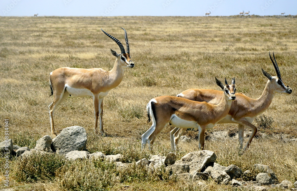 grant gazelle in the serengeti grant gazelle in the serengeti