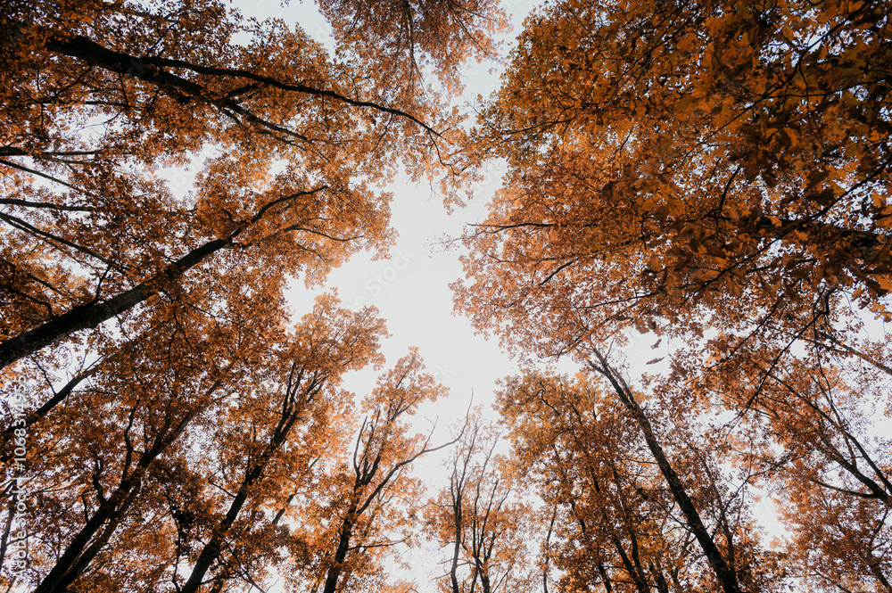Fototapeta premium autumn in the forest