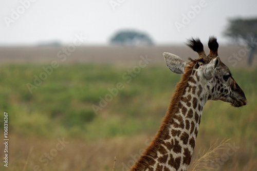 Wallpaper Mural giraffe in the serengeti park Torontodigital.ca