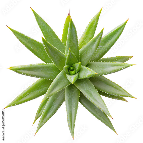 Aloe Vera Plant Isolated on transparent background 