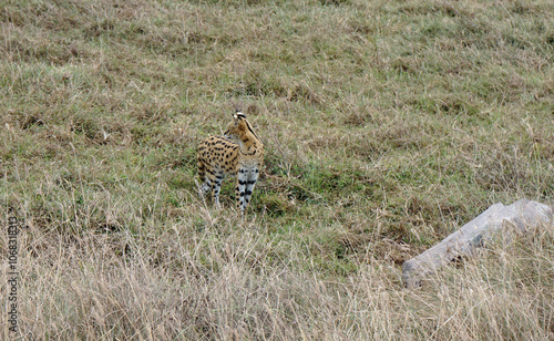 Photography African Serval in the Serengeti