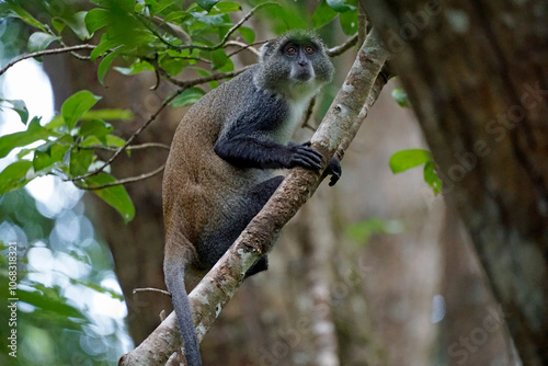 vervet monkey on zanzibar island
