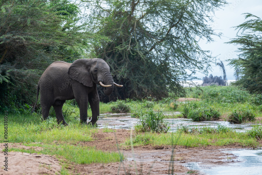 Obraz premium An elephant with very long tusks is drinking fresh water from a river, Tanzania
