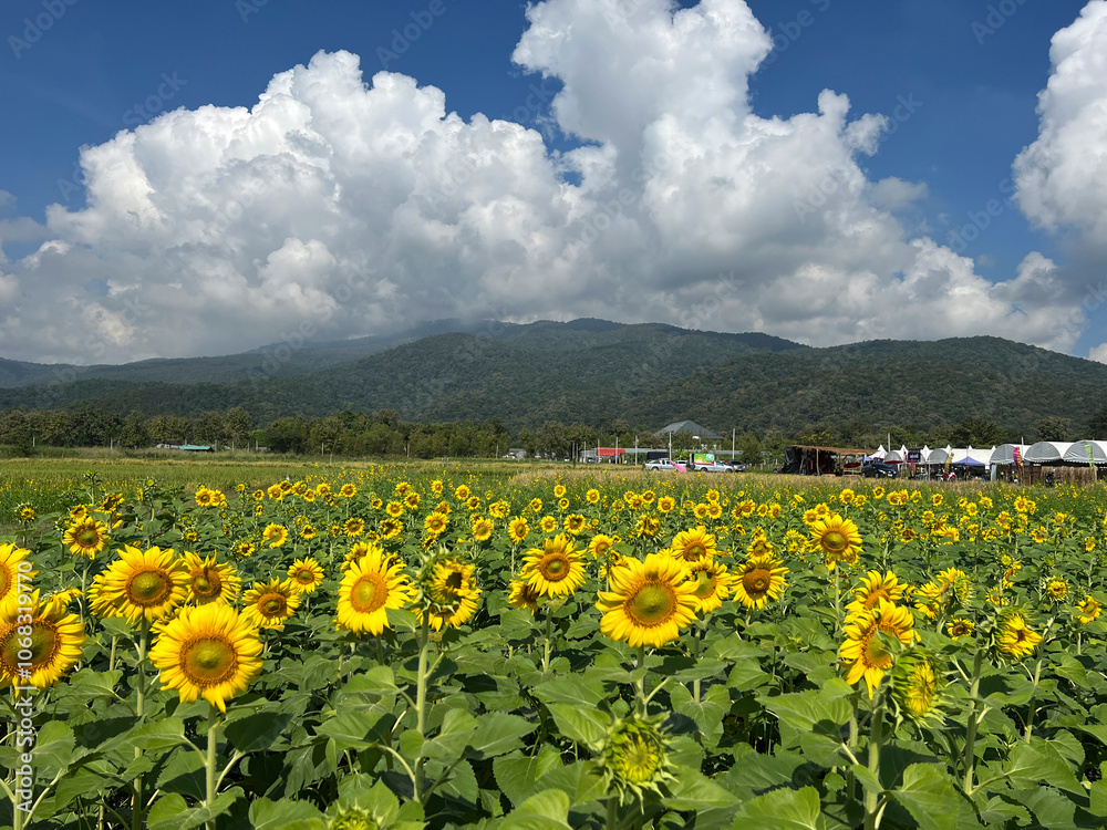 Sunflower field in Chiang Mai province with green mountains and a blue sky with white clouds in the back, Thailand Sunflower field in Chiang Mai province with green mountains and a blue sky with white clouds in the back, Thailand