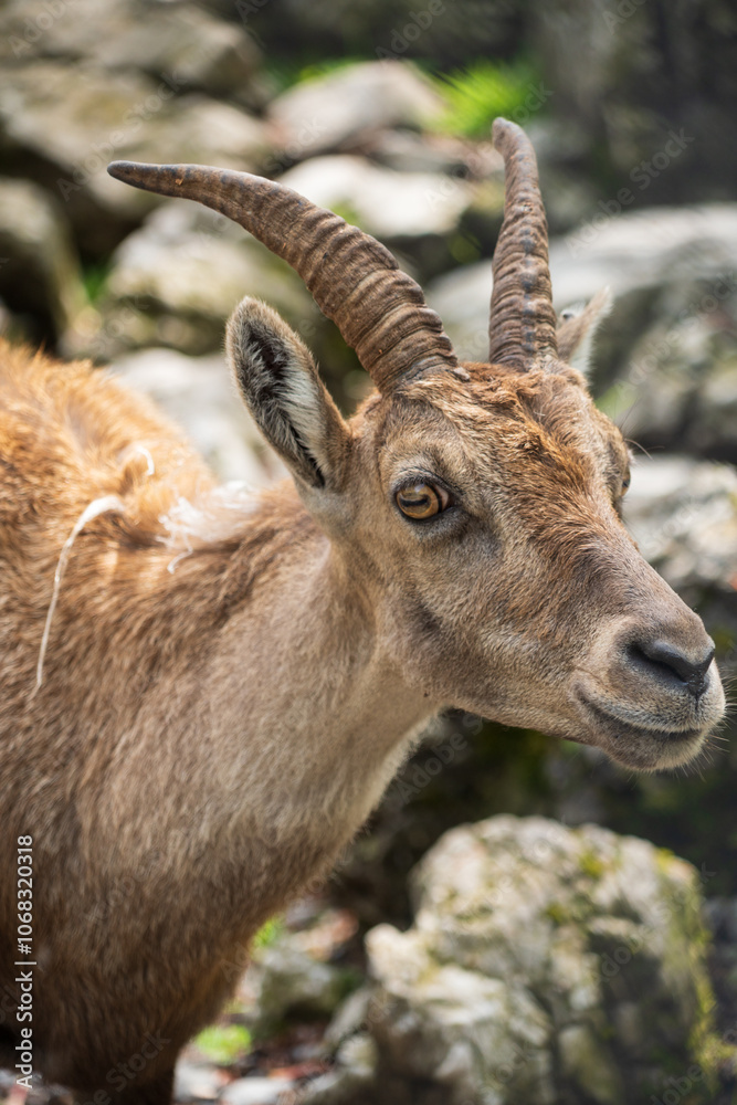 Chamois at the Wildpark Brienz in Switzerland Chamois at the Wildpark Brienz in Switzerland