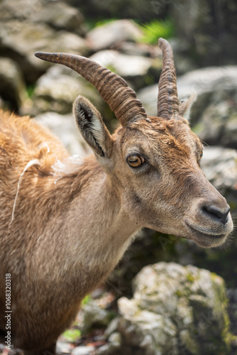 Chamois at the Wildpark Brienz in Switzerland