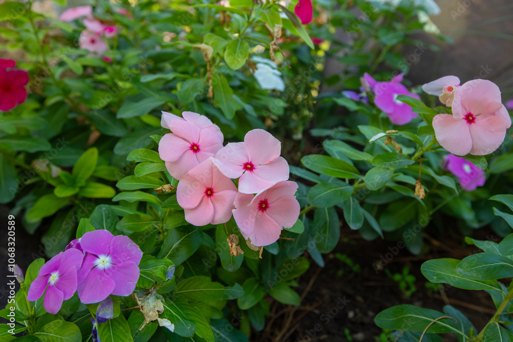 Vinca rosea flower in various colors. Fan or rosette flower.
