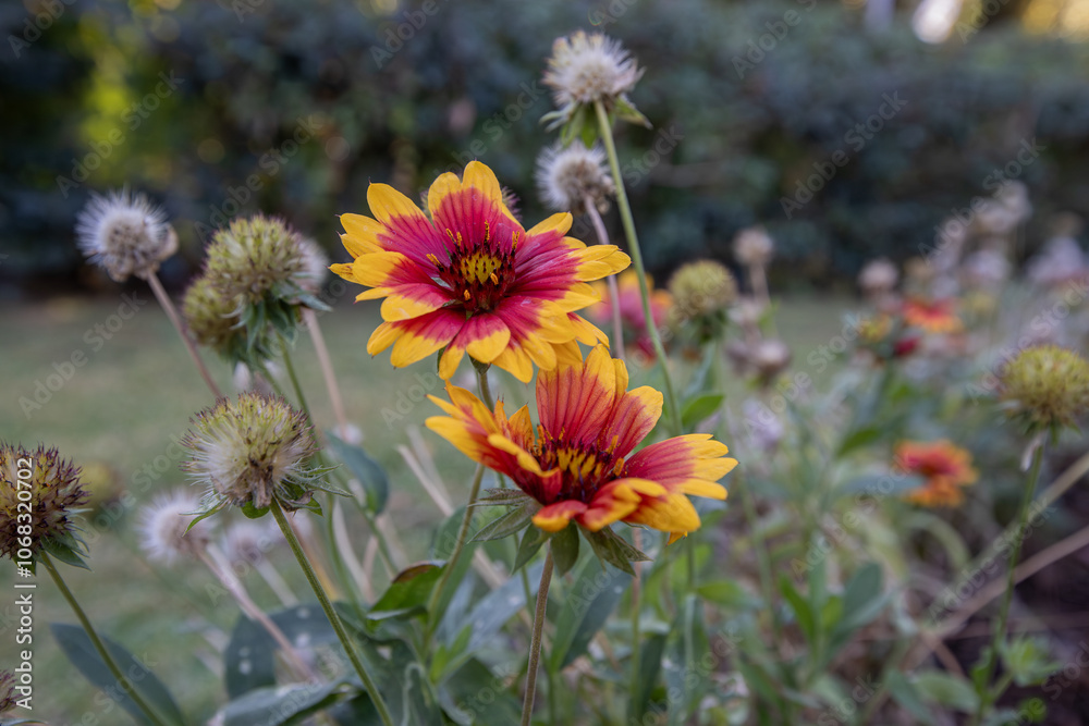 Gaillardia Aristata Blanket Flower blooms in summer