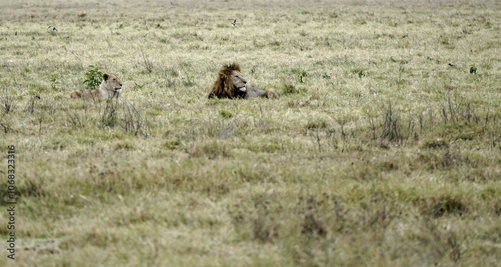 male and female lion lying in the savanna gras male and female lion lying in the savanna gras