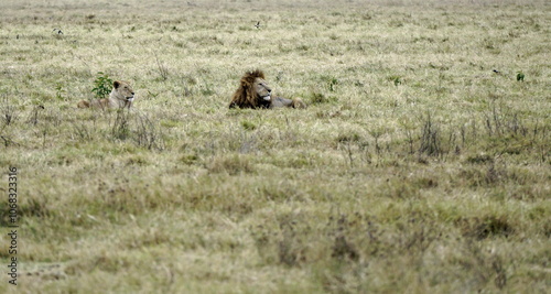 male and female lion lying in the savanna gras