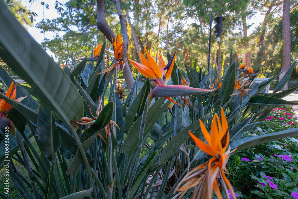 Strelitzia reginae, commonly known as strelicia or bird of paradise, is a perennial, rhizomatous herbaceous plant, about 1.20 m tall, native to South Africa.