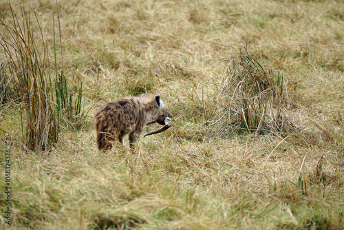 hyena in the serengeti park photo