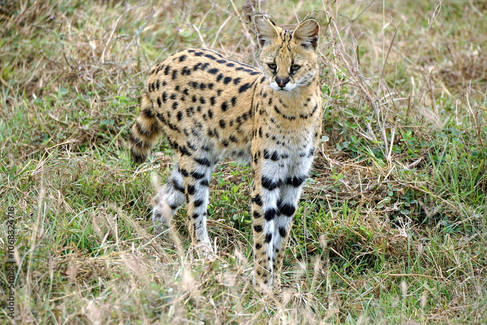 Obraz premium African Serval in the Serengeti