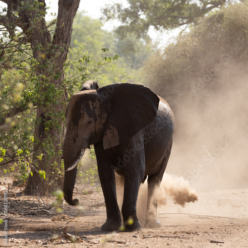 an African elephant having a dust bath photo