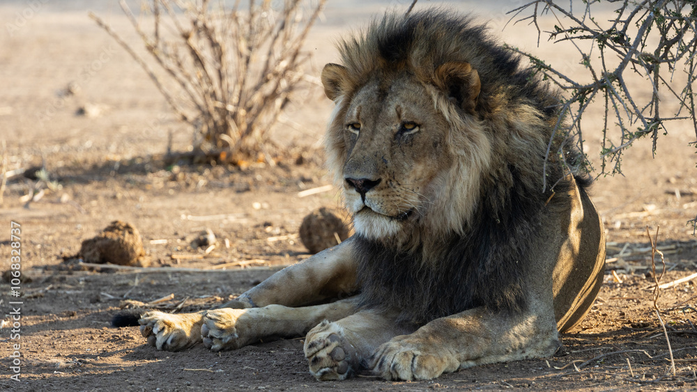a big mature black manned lion a big mature black manned lion