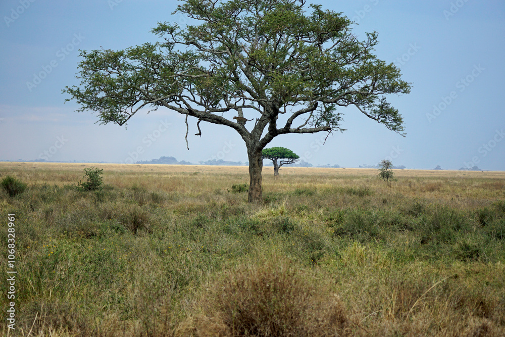 cheetah in a tree in the serengeti park cheetah in a tree in the serengeti park