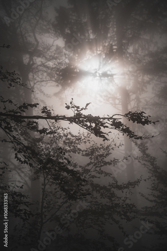 Contre jour de branchage avec le soleil en arrière plan avec le brouillard d'automne