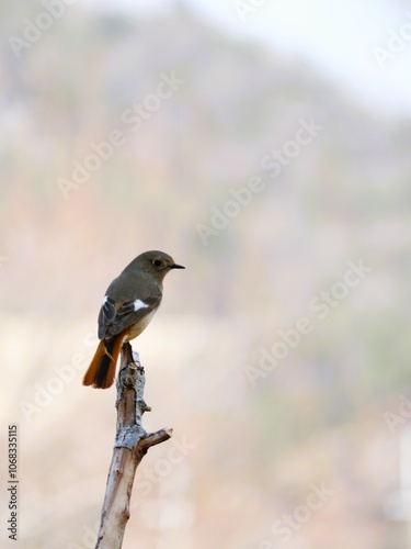 木の枝に止まるジョウビタキの雌