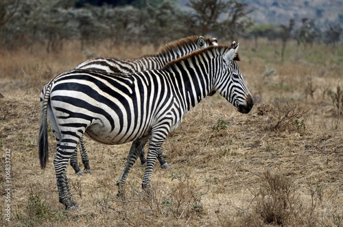 zebra in the serengeti park