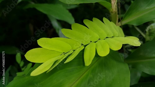 close up of green leaves (phyllanthus urinaria plant, brus cantoniensis, saga creeper, abrus precatorius, bhumi amla, chanca piedra, stonebreaker, seed under leaves, gale of the wind, bahupatra).