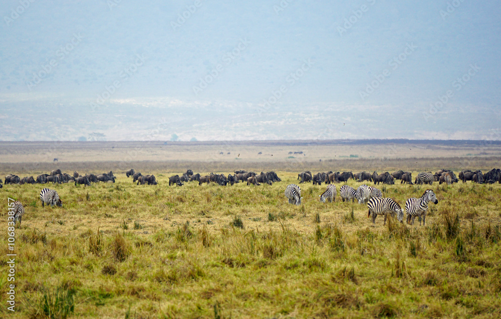 herd of zebras and wildebeast in the serengeti herd of zebras and wildebeast in the serengeti