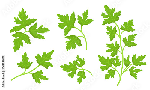 Vector illustration of parsley isolated on white background. Fresh Herbs Image. Universal icons for food and nature design.