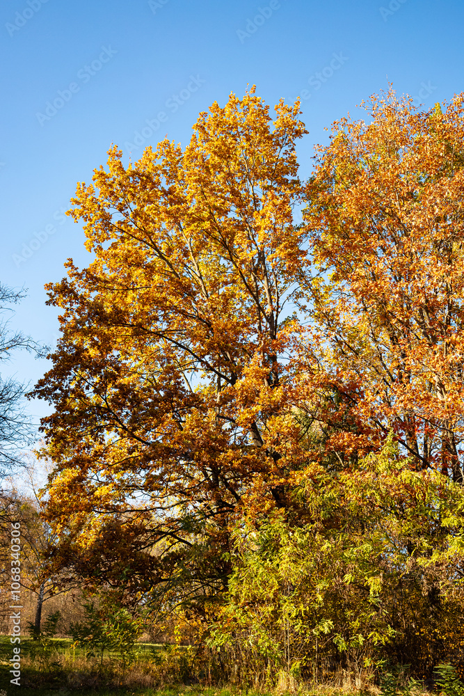 Fototapeta premium Autumn tree in the park. Trees in the autumn forest