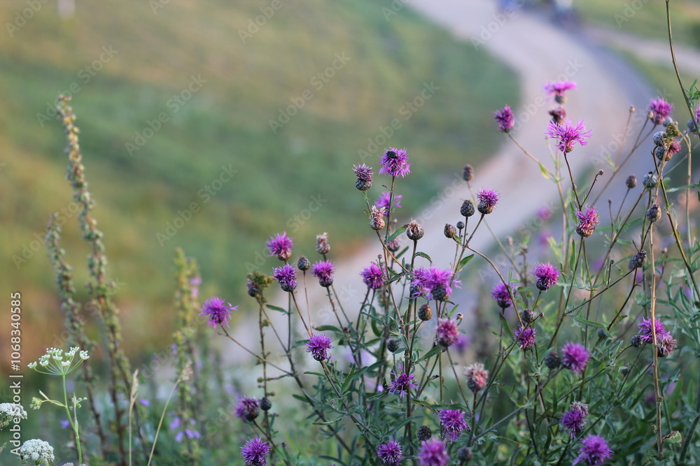 Obraz premium Bright and colorful wildflowers flourish and bloom alongside a serene winding path in the beauty of nature. Cornflower of the Astro family. Purple wildflowers of Belarus