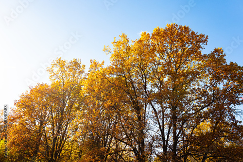 Autumn tree in the park. Trees in the autumn forest