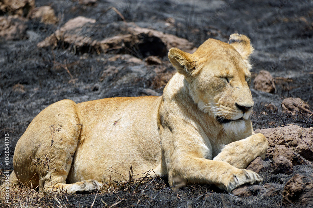 Fototapeta premium male and female lion lying in the savanna gras