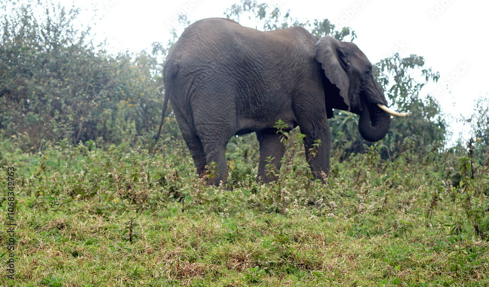 Fototapeta premium wild living elephant in the serengeti