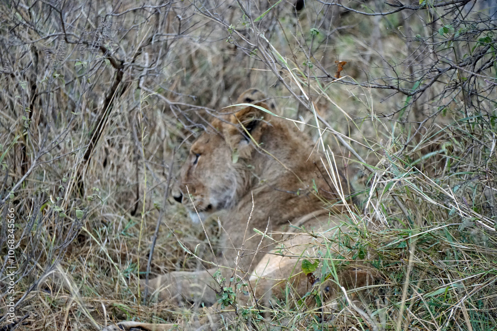 Fototapeta premium male and female lion lying in the savanna gras