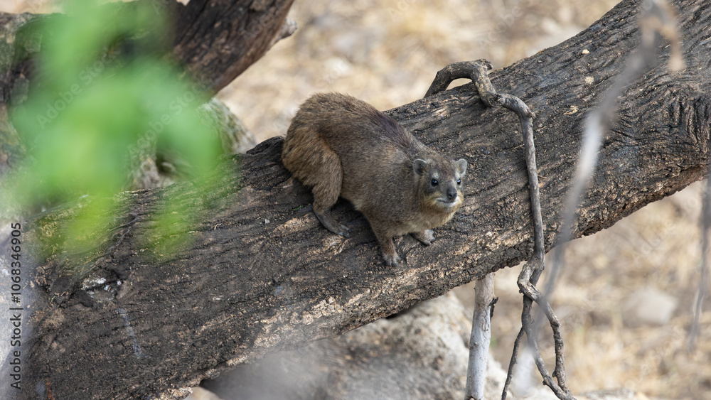 Obraz premium a rock hyrax in the wild
