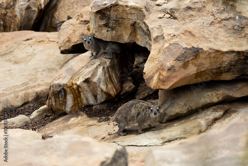 a rock hyrax in the wild