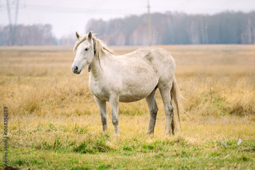 Breeding horses in the village. beautiful white horse is peacefully grazing in a wide expanse of tall green grass Breeding horses in the village. beautiful white horse is peacefully grazing in a wide expanse of tall green grass