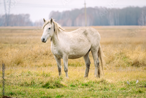 Breeding horses in the village. beautiful white horse is peacefully grazing in a wide expanse of tall green grass