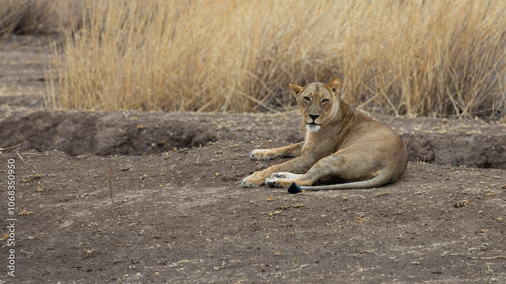 a big lioness resting in an open space a big lioness resting in an open space