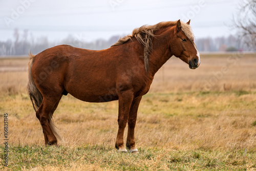 horses walk through the autumn field in the village. A herd of horses is eating grass in the field. Cattle grazing. hungry horse eating grass in the field